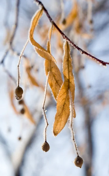Сухе насіння липи (квіти) в морозі — стокове фото