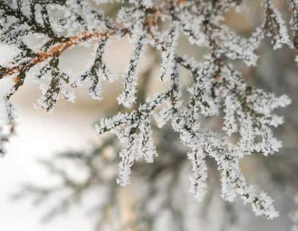 White frost op een tak van de cipres — Stockfoto