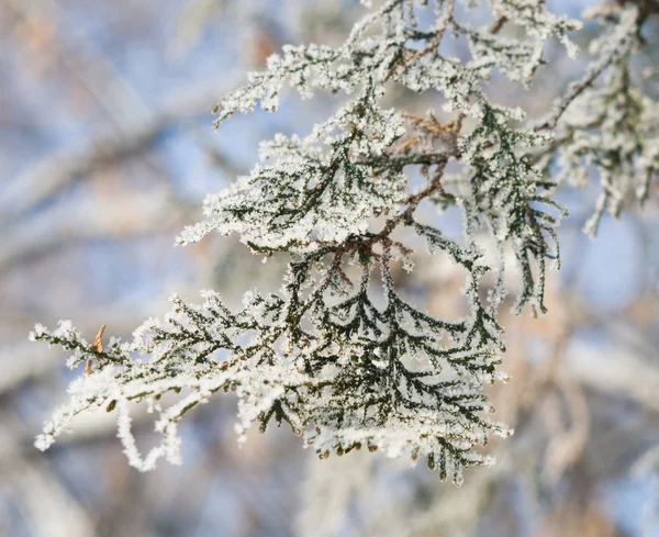 White frost op een tak van de cipres — Stockfoto