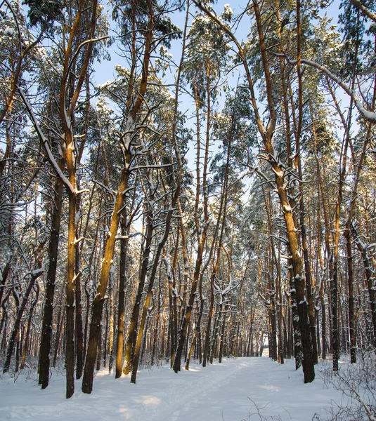 Красивый зимний пейзаж в лесу с соснами, солнцем и снегом . — стоковое фото