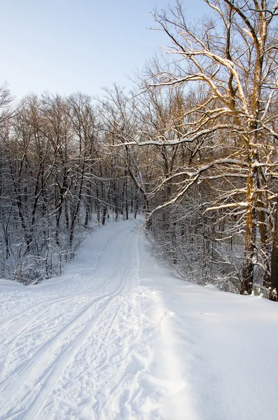 Winterlandschaft, Schnee, Bäume, Sonne, Skipiste Stockbild