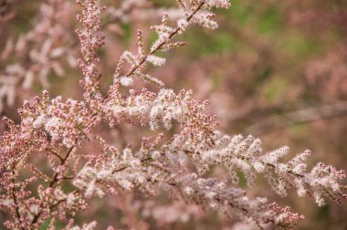 Dekoratif çiçekli çalı yumuşak pembe çiçekli