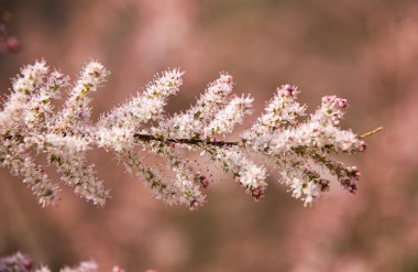 Dekoratif çiçekli çalı yumuşak pembe çiçekli