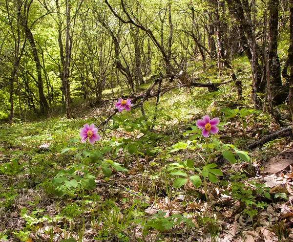 Ormanda vahşi peonies çiçeklenme