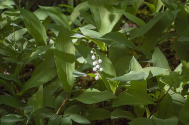 Vadi çiçekleri zambağı