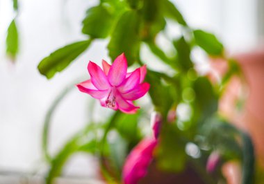 Noel kaktüs çiçek