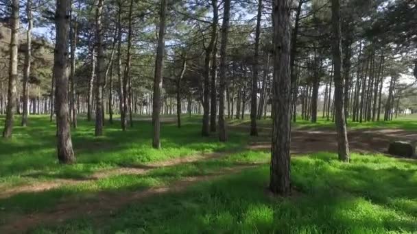 Woods forest. trees background. — Stock Video