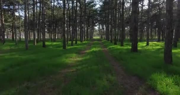 Bosque forestal. árboles fondo . — Vídeos de Stock