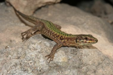 Filfola kertenkele, Podarcis filfolensis endemik sürüngen s korumalı.