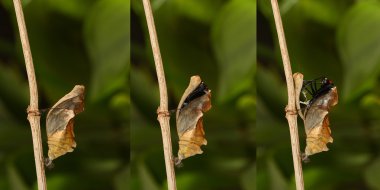 Ortaya çıkan ve tropikal altın birdwing butterf metamorfoz