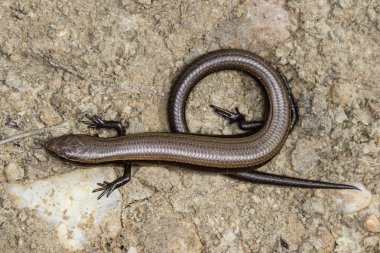 Avrupa bakır skink veya yılan gözlü skink, Ablepharus kitaibelii