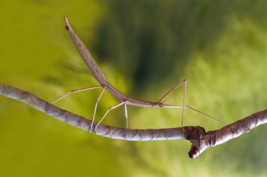 Stick insect on the branch clipart