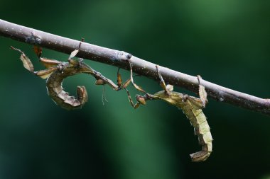 İki dev dikenli sopa böcek üzerinde şube