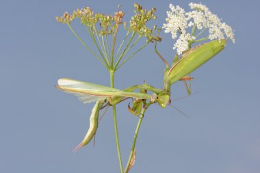 Female of Praying mantis eating male after mating clipart