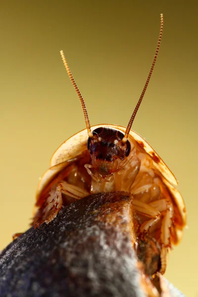 死の頭のゴキブリ creapy と大きな害虫昆虫 — ストック写真