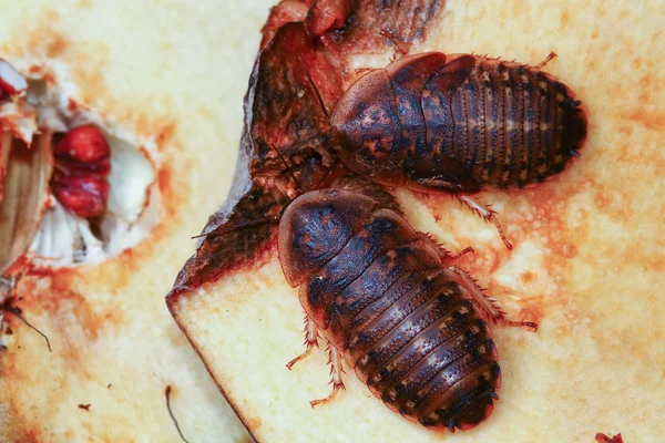 Dos cucarachas de la muerte alimentándose de manzana —  Fotos de Stock