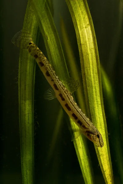 Spined loach zwemmen — Stockfoto