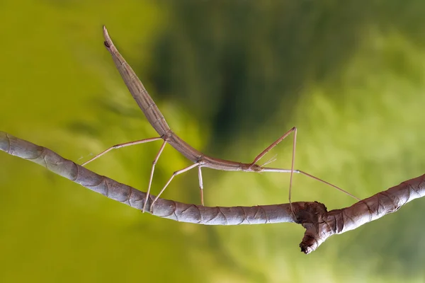 Stick insect op de tak — Stockfoto