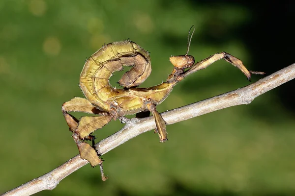 Obří pichlavý pakobylka — Stock fotografie