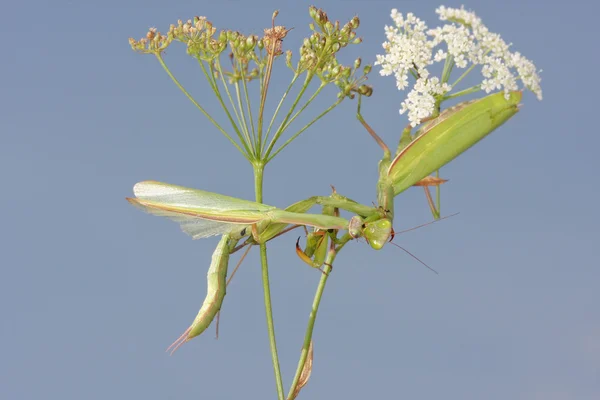 Hembra de mantis orante comiendo macho después del apareamiento —  Fotos de Stock