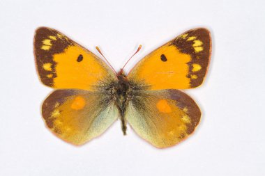 Beyaz izole sarı, bulutlu Colias croceus