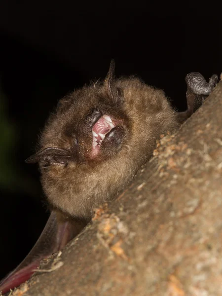 Morcego Serotine mostra dentes — Fotografia de Stock