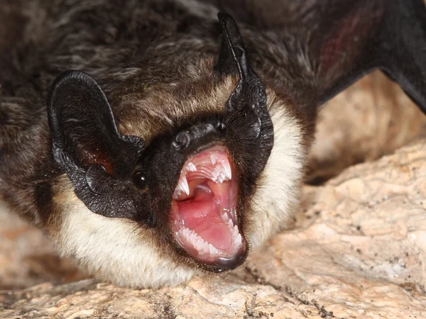 Parte morcego colorido mostra dentes — Fotografia de Stock