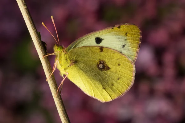 Berger's clouded yellow, colias alfacariensis butterfly — Stock Photo, Image