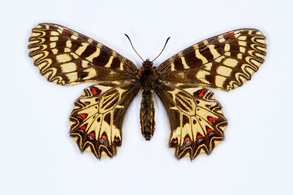 Südlicher Girlanden-Schmetterling isoliert auf weiß — Stockfoto