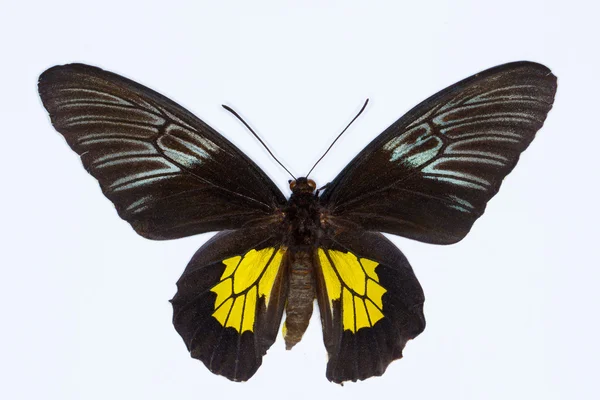 Τροπικό πεταλούδα Χρυσή birdwing απομονωθεί σε λευκό — Φωτογραφία Αρχείου