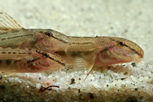 Drie Europese zoetwater spined loach — Stockfoto