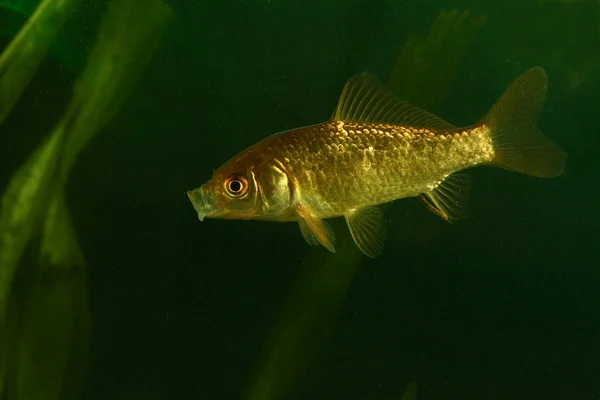 Gyllene fisk, Prussian karp — Stockfoto