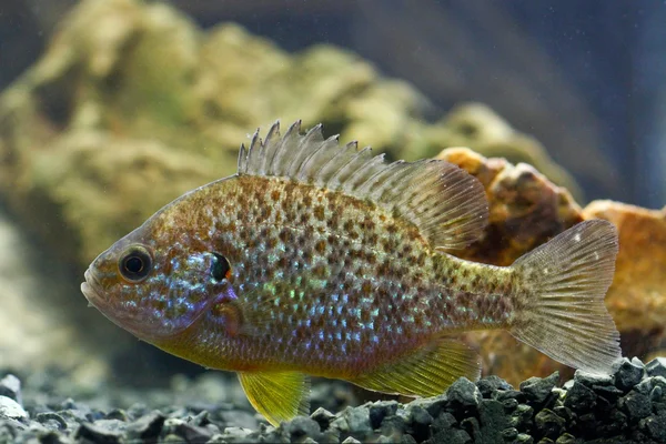 Sunfish, naphal, lepomis gibbosus — Stock Fotó