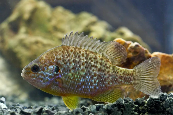 Samogłów, bass słoneczny, lepomis gibbosus — Zdjęcie stockowe