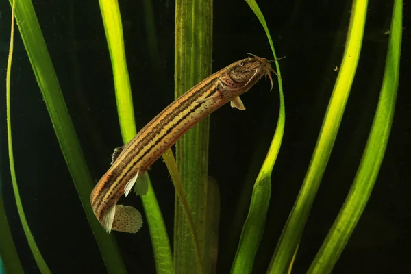 Weatherfish, Misgurnus fossilis