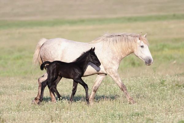 Две лошади, черный жеребенок и белая мать — стоковое фото