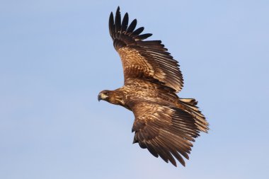 White tailed eagle in flight clipart
