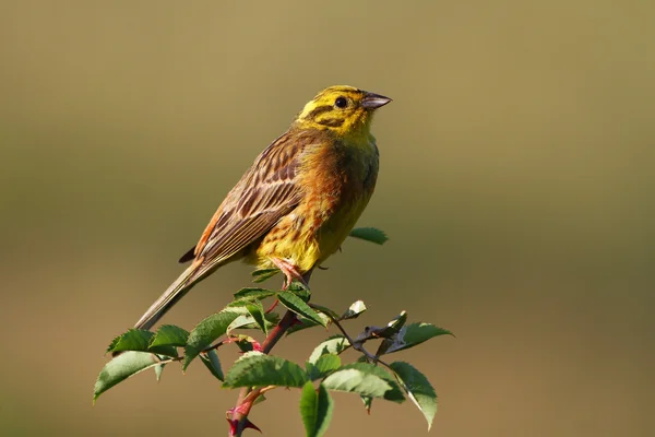 Yellowhammer ptak, Emberiza citrinella — Zdjęcie stockowe