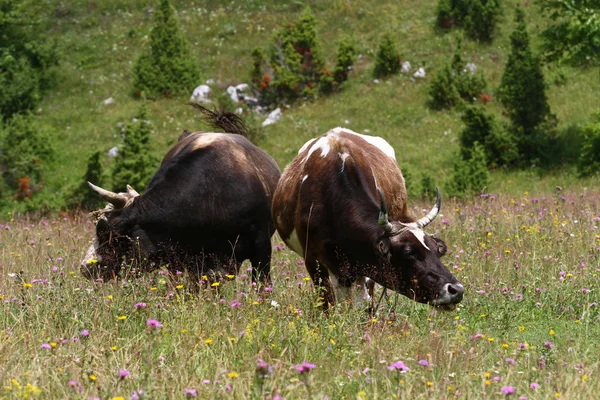 Dos toro peligroso blanco y negro — Foto de Stock