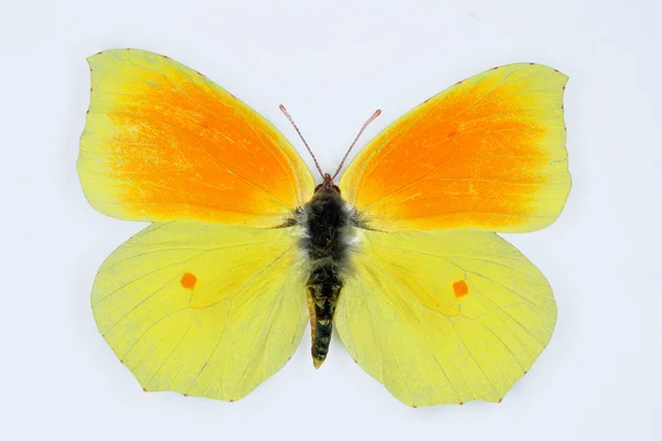 Cleópatra, Gonopteryx cleópatra, isolado sobre branco — Fotografia de Stock