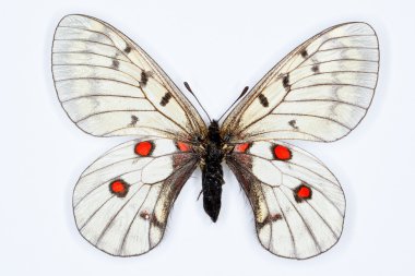 Beyaz izole kelebek, Parnassius bremeri,