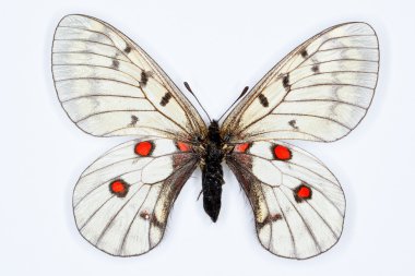 Butterfly, Parnassius bremeri, isolated on white clipart