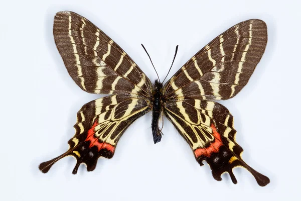 Τρία του Μάνσφιλντ tailed swallowtail? bhutanitis mansfieldi — Φωτογραφία Αρχείου