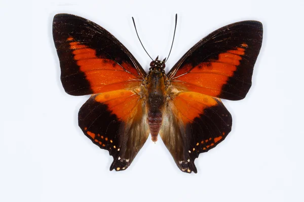 Shining red charaxes butterfly Charaxes zingha — Stock Photo, Image