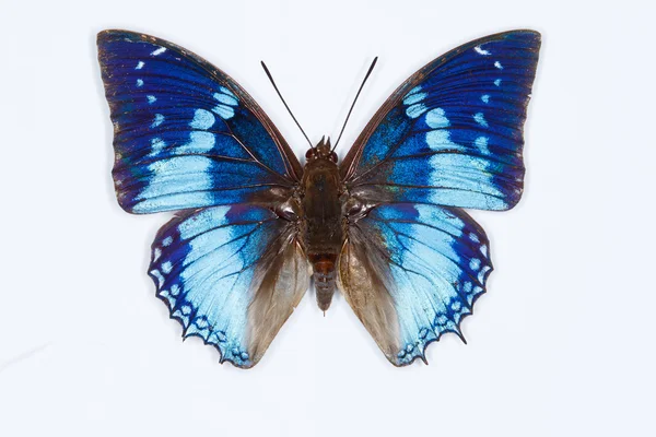 Charaxes azuis ocidentais borboleta, isolado em branco — Fotografia de Stock