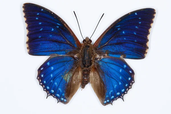 Κοινή χάραξες μπλε πεταλούδα, απομονώνονται σε λευκό — Φωτογραφία Αρχείου