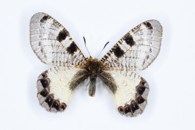 Erkek yanlış Apollon, Archon'u ydu apollinus kelebek