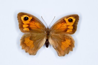 Çayır kahverengi Maniola jurtina kelebek beyaz