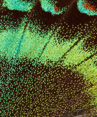 Alp siyah swallowtail kelebek kanat deseni