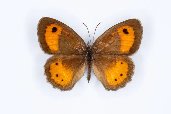 Porteiro espanhol, Pyronia bathseba borboleta em branco — Fotografia de Stock